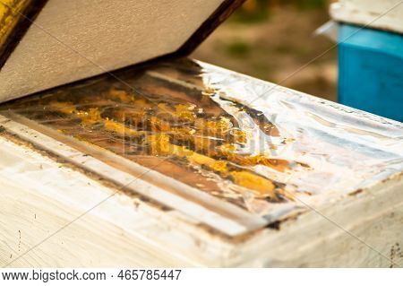 Open Lid Of Beehive In Cold Weather In Spring. Inspection Of Bee Families On Apiary In Spring In Col