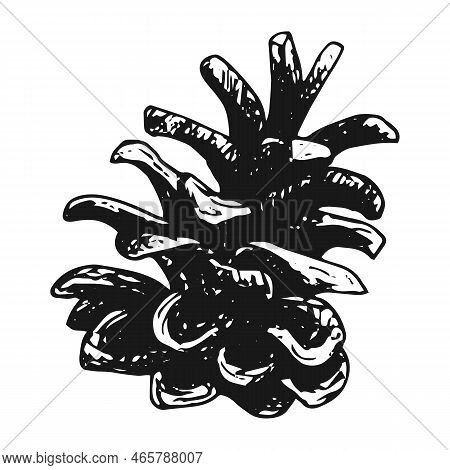 Pine Cone, Hand Drawn Vector Image. Pine Cone For Decoration Of Christmas And New Year Banners, Card