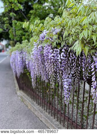 Beautiful Violet Glicinia Flowering At Springtime In The Park