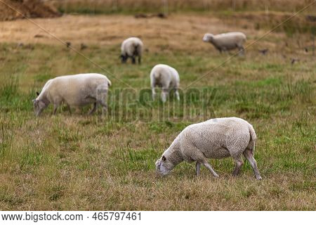 Herd Of Sheep On Green Pasture. A Group Of Sheep On A Pasture Stand Next To Each Other. Sheep Graze 