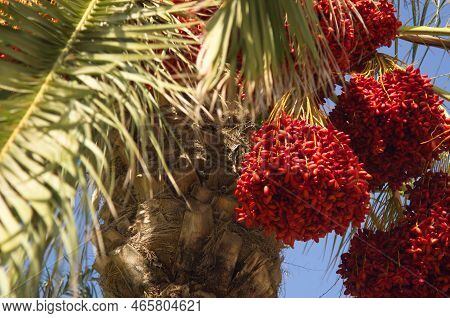 Beautiful Date Palms, Decoration Of The Desert And The Sea Coast. Agriculture, Kibbutz In Israel. Ha