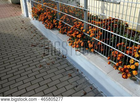 A Solid Wire Fence, A Trellis With An Underlay, Over Which Hang African Annual Flowers. Sidewalk Mad