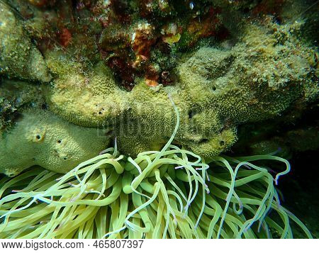Variable Loggerhead Sponge (ircinia Variabilis), Stinker Sponge (sarcotragus Fasciculatus) And Snake