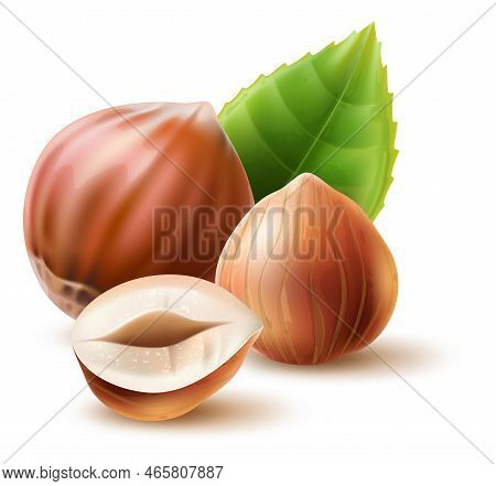 Realistic Nuts. 3d Natural Products. Dry Vegetables Snacks. Hazelnut In Nutshell. Peeled Filbert Wit