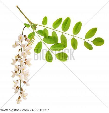Black Locust Branch And Flowers Isolated On White Background