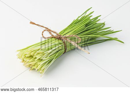 barley grass, sprout barley isolated on white background