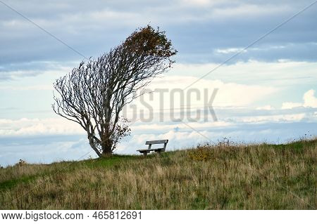 Tree Bent By Wind, With Bench On Cliff By Sea. View In Denmark On The Kattegatt. Break During A Hike