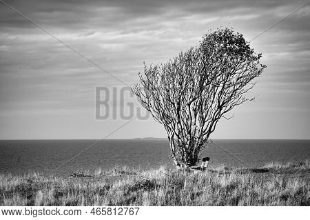 Tree Bent By Wind, Taken In Black And White, With Bench On A Cliff By The Sea. View In Denmark On Th