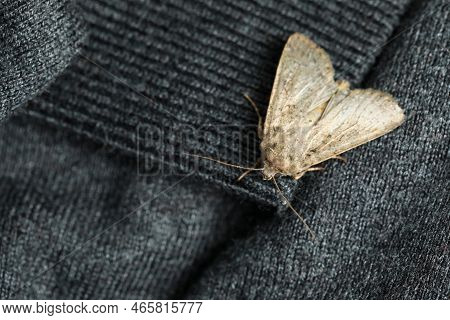 Paradrina Clavipalpis Moth With Pale Mottled Wings On Black Sweater