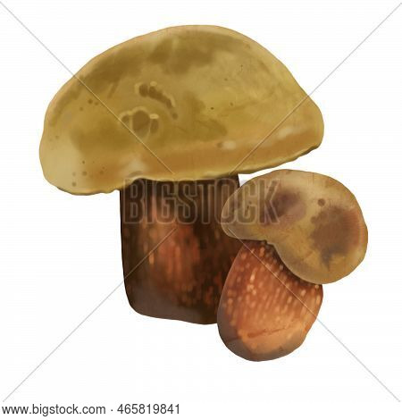 Watercolor Realistic Mushroom Lurid Bolete. Illustration Suillellus Luridus. Boletus Luridus