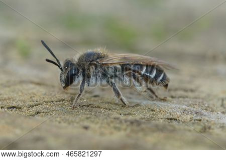 Detailed Closeup Of A Female Red-belied Miner Mining Bee, Andrena Ventralis On A Piece Of Wood