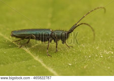 Detailed Closeup On The Green Iridescent, Metallic Flat-faced Longhorn Beetle , Agapanthia Violacea