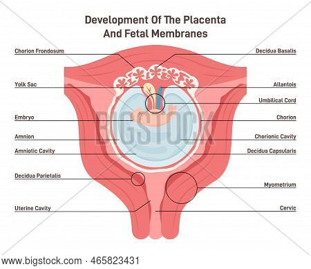 Placenta And Fetal Membrance Anatomy. Placental Structure And Circulation