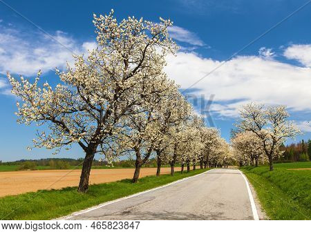 Road And Alley Of Flowering Cherry Trees In Latin Prunus Cerasus With Beautiful Sky. White Colored F