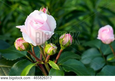 Pale Pink Blooming Rose Bud 