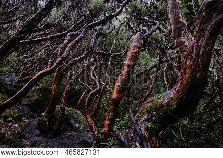 Horizontal Photo Of A Paper Tree (polylepis) Forest Endemic To The Mid- And High-elevation Regions O