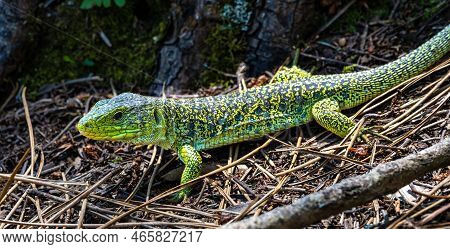 Ocellated Lizard, Timon Lepidus In The Archipelago Of The Cies Islands, Galicia, Spain In Europe