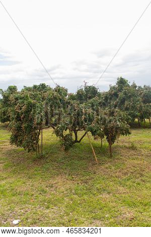 Longan Garden, Agriculture In Thailand Asia Style