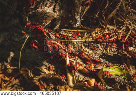 Red Bug. Accumulation Of Soldier Bugs. Red Beetles In Sun. Flock Of Insects In Bright Sunlight On Ba