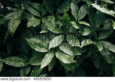 Aucuba Japonica Or Japanese Laurel Spotted Leaves Pattern Background. Leaf Texture Background In Ubu