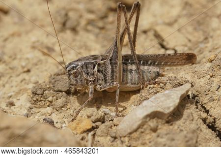 Natural Closeup On A Brown Mediterranean Long-horned Grasshopper, Platycleis Sabulosa Sitting On The