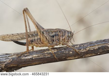Natural Closeup On A Brown Mediterranean Long-horned Grasshopper, Platycleis Sabulosa Sitting On A T