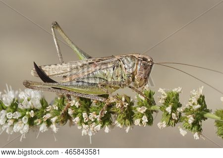 Natural Closeup On A Brown Mediterranean Long-horned Grasshopper, Platycleis Sabulosa Sitting On Whi
