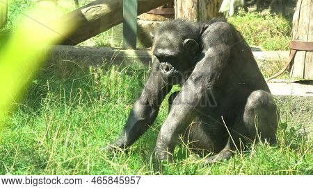 Zagabria , Croatia, - August 2021: Large Common Chimpanzee Eating In The Maksimir Park Of Zagabria Z