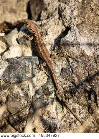 Close-up Of A Fence Lizard In Nature. Males Are Green, Females Are Brown.