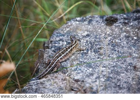Close-up Of A Fence Lizard In Nature. Males Are Green, Females Are Brown.