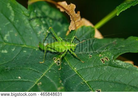 A Punctate Hawk Moth, Leptophyes Punctatissima On A Leaf.