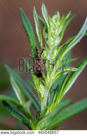 A Longhorn Bushwhacker (himacerus Apterus) On A Leaf Of A Deciduous Tree.