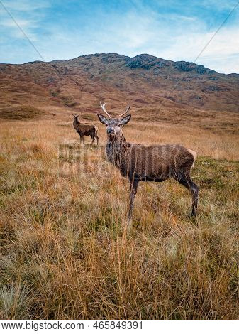Young Red Deer Stag In The Scottish Highlands