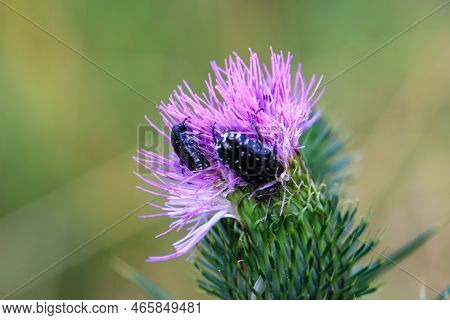 Mourning Rosebug (oxythyrea Funesta) On A Milk Thistle.