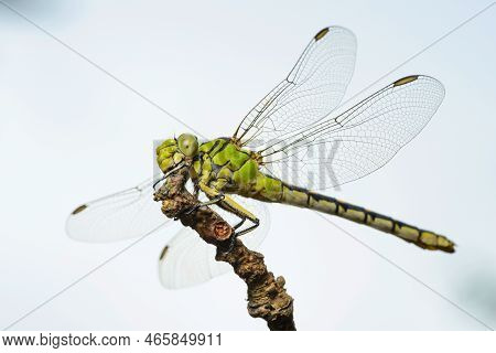 Large Green Dragonfly Female Green Snaketail (ophiogomphus Cecilia) On A Dry Twig Against The Sky