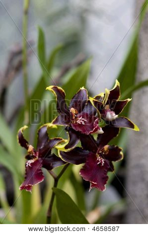 Rød Orchid
