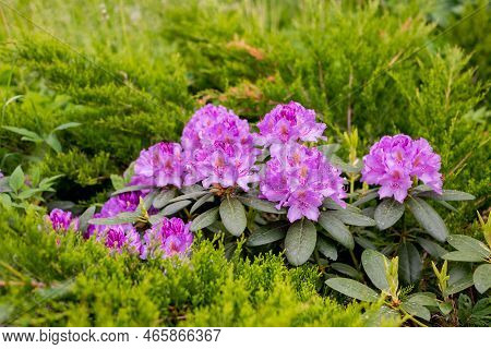 Rhododendron , Beautiful Blooming Azalea - Flowering Decorative Shrubs. Purple Flowers Of Azalea Jap