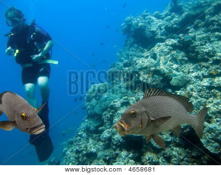Reefcods