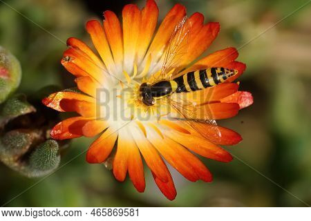 Detailed Colorful Closeup On A Long Hoverfly, Sphaerophoria On An Orange Flower