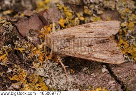 Detailed Closeup On The Light Arches Owlet Moth, Apamea Lithoxylaea Moth Isolated On A Wooden Surfac