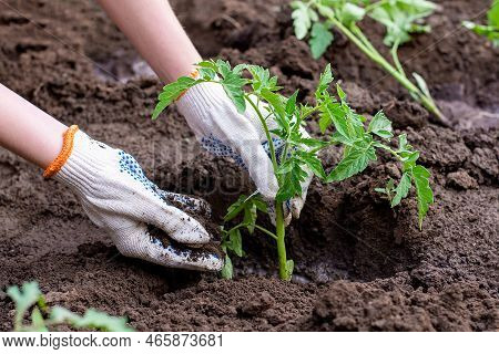 Sprouted Seedlings In The Ground With Hands