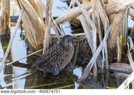 The Virginia Rail (rallus Limicola). Natural Scene From Wisconsin.