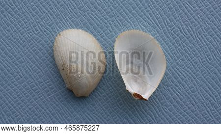 Seashell Of Bivalve Mollusc Fle Shell Or Inflated Fileclam, Inflated Lima (limaria Tuberculata) On A