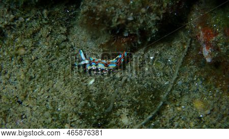Sacoglossan Sea Slug Splendid Elysia Or Splendid Velvet Snail (thuridilla Hopei) Close-up Undersea, 