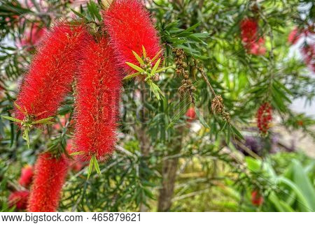 Flowering Red Bottle Brush Tree Callistemon Viminalis