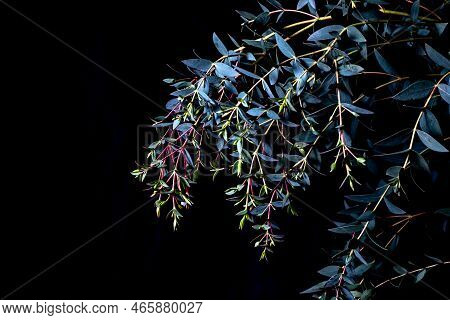Eucalyptus Parvifolia In Cold Blue Tones On A Black Background. Moody Flora, Full Frame And Copy Spa