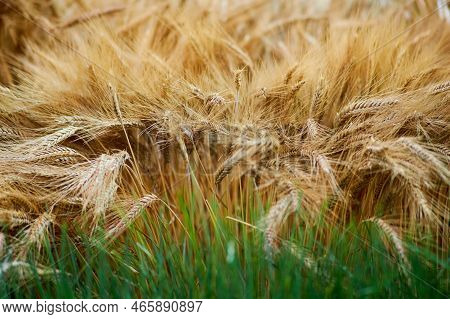 Ripe Ears Of Wheat On Dry Stalks Before Harvesting And Green Sprouts Of Sprouted Grains, Close-up