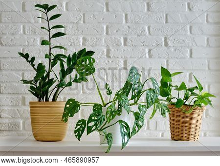 Houseplant Zamioculcas In A Flower Pot Against A White Brick Wall. Home Plant Monstera On White Tabl