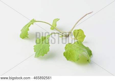 baby kale, baby kail isolated on white background