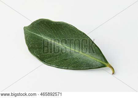 guava, guava leaf isolated on white background